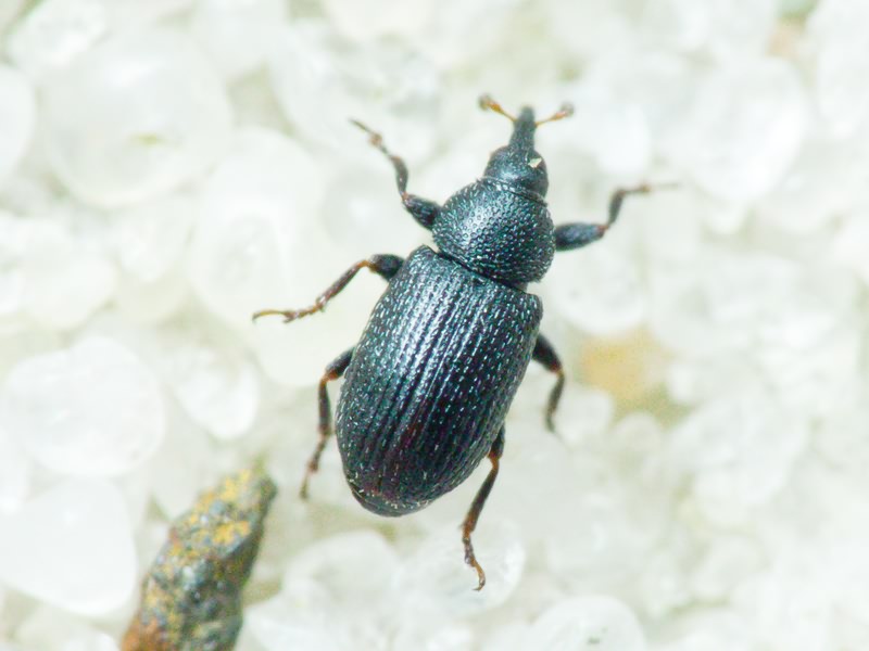 Gymnetron melanarium Germar, 1821